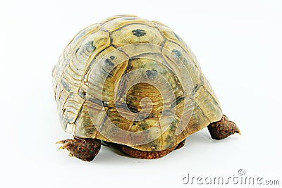 Mediterranean tortoise.Testudo graeca. Stock Photo