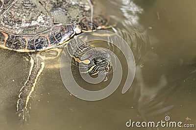 Mediterranean turtle swimming on a water pond Stock Photo