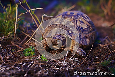 Mediterranean turtle in wild nature Stock Photo