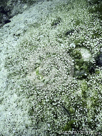 Mediterranean Umbrella Algae (acetabularia mediterranea Stock Photo