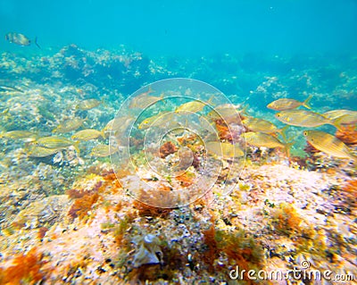 Mediterranean underwater with salema fish school Stock Photo