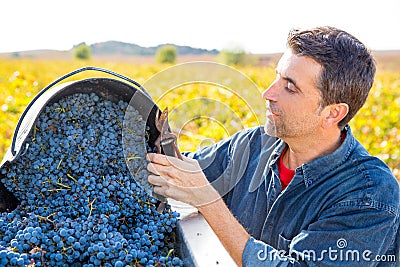 Mediterranean vineyard farmer harvest cabernet sauvignon Stock Photo