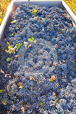 Mediterranean vineyard harvest cabernet sauvignon grape field Stock Photo