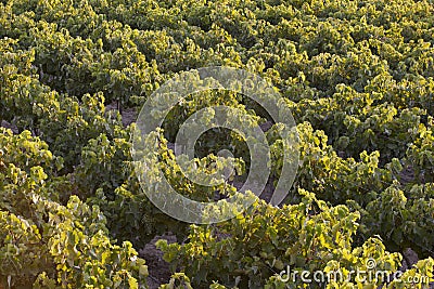 Mediterranean vineyards at sunset in Crete. Greece Stock Photo