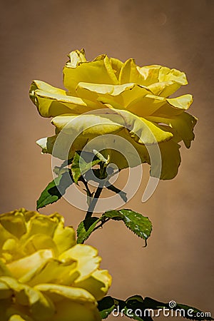Mediterranean Yellow Rose Macro Closeup Stock Photo
