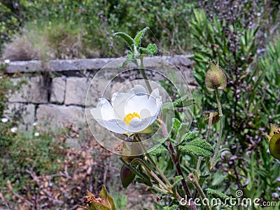 Mediterrean flower in italy Helianthemum apenninum Stock Photo