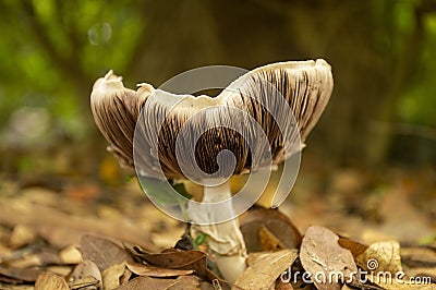 Mushroom with dead leaves Stock Photo