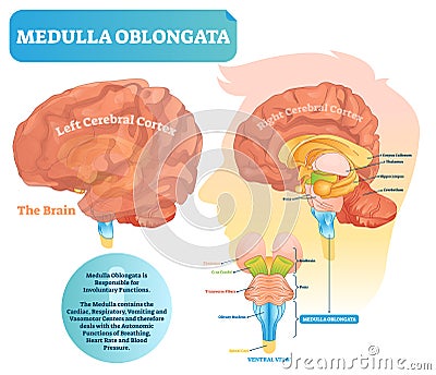 Medulla oblongata vector illustration. Labeled diagram with ventral view. Vector Illustration