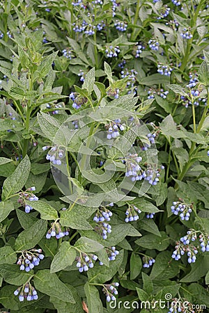 Medunica Pulmonaria Stock Photo