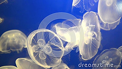 Medusa brancas (aurita de Aurelia ou geleia da lua) Medusa brancas (aurita de Aurelia ou geleia da lua)