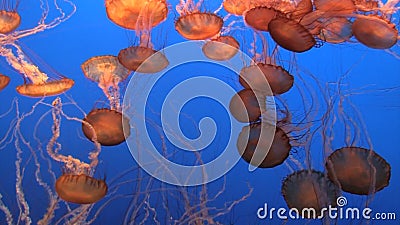 Medusa espetaculares Medusa espetaculares