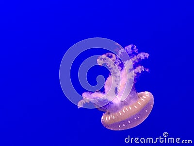 Medusa Stock Photo