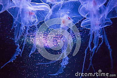 Medusa Small jellyfish in glass cabinet Stock Photo