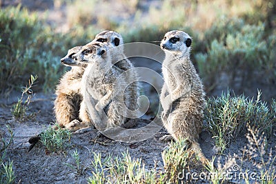 Meerkats Stock Photo