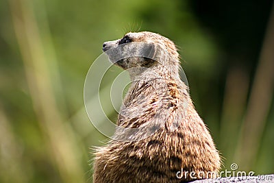 Meercat Stock Photo