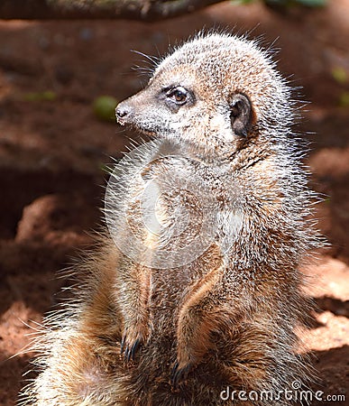 Meercat, an desert dweller from Southern Africa Stock Photo