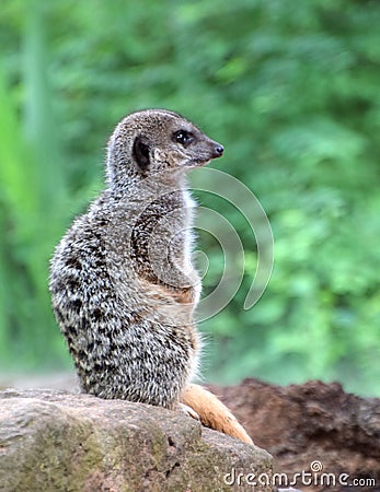 Meercat, an desert dweller from Southern Africa Stock Photo