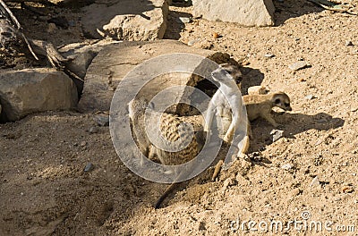Meercat meerkat mammal wildlife looking animals Stock Photo