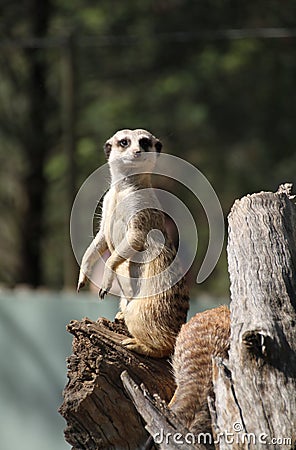 Meercat Spotter Stock Photo