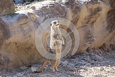 A meercat Stock Photo