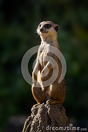 Meercat - Suricata suricatta, popular small carnivores Stock Photo