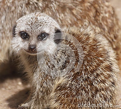 Cute baby meerkat Stock Photo