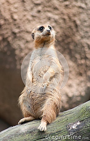 Meerkat Stock Photo