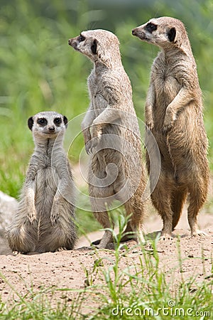 Meerkat Stock Photo