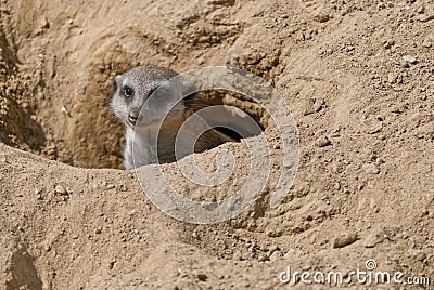 Meerkat Stock Photo