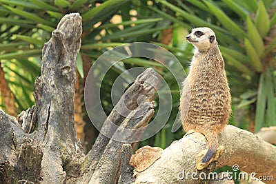 Meerkat Stock Photo