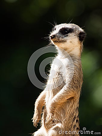 Meerkat on alert Stock Photo