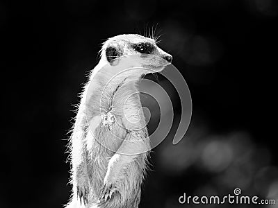 Meerkat on alert Stock Photo