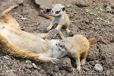 Meerkat babies Stock Photo