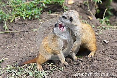 Meerkat babies Stock Photo