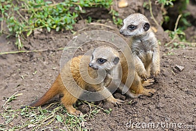 Meerkat babies Stock Photo