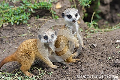 Meerkat babies Stock Photo