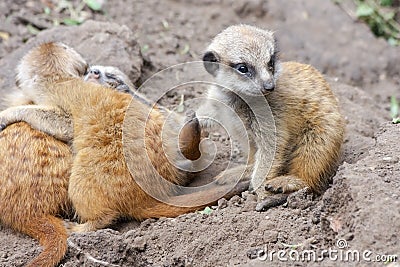 Meerkat babies Stock Photo