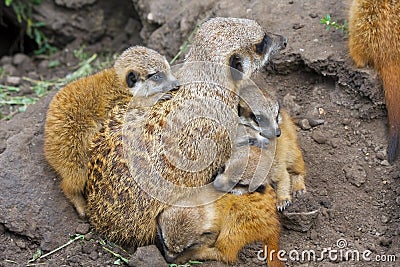 Meerkat babies Stock Photo