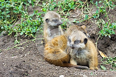 Meerkat babies Stock Photo