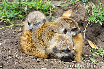 Meerkat babies Stock Photo