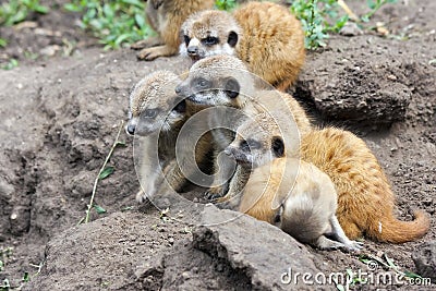 Meerkat babies Stock Photo