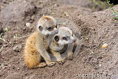 Meerkat babies Stock Photo