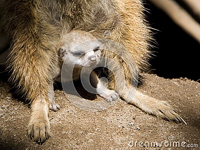 Meerkat Baby Stock Photo