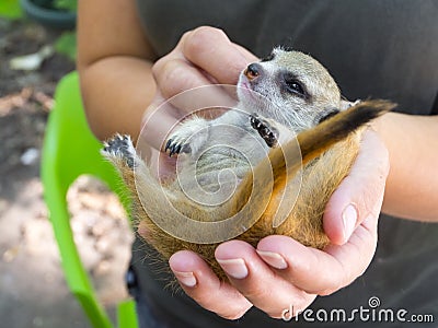 A meerkat baby on its zookeper hand Stock Photo