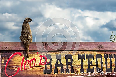 Meerkat on look out on a bar sign. Editorial Stock Photo