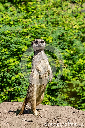 Meerkat in Beekse Bergen`s Safaripark Editorial Stock Photo
