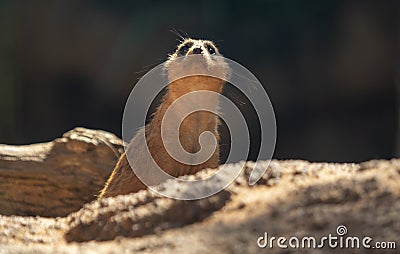 Meerkat at Brevard Zoo Stock Photo