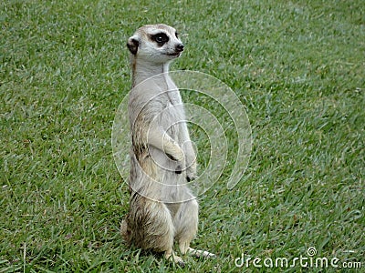 A Meerkat Stock Photo