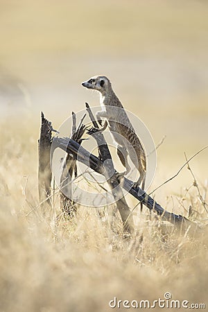 A meerkat enjoying the morning light Stock Photo