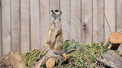 Meerkat enjoying the sun Stock Photo